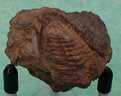 fossile050