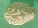 fossile093