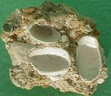 fossile099