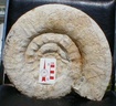 fossile018