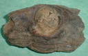 Isabelinia glabrata