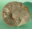 fossile119