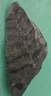 fossile129