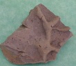 fossile069