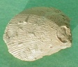 fossile077