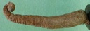 fossile031