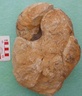 fossile187