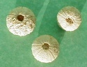 fossile110