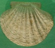 fossile114