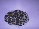 fossile267