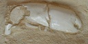 fossile221