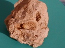 corail