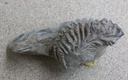 fossile321