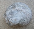 ammonite