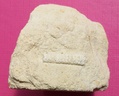 Baculites faujasi