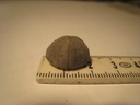 Stomechinus tinginatus