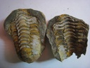 Calymène en nodule