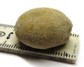 Oolopygus pyriformis