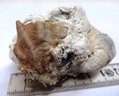 Hyotissa semiplana
