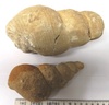 Bourguetia saemanni