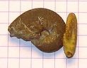 Taramelliceras dupasquieri