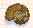 Euaspidoceras armatum