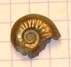 ammonite 5