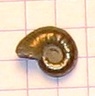 ammonite 5