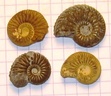 Cardioceras 4