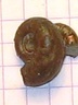 Euaspidoceras sp