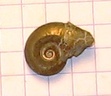 ammonite 9