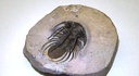 Kolihapeltis chlupaci