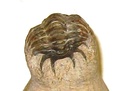 Cheirurus (Crotalocephalina) gibbus tifletensis (ALBERTI 1981)