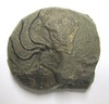 Paraphyllites tabuloides-PT