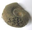 Extropharciceras conex-Ec