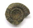 Platyclymenia annulata-Pa