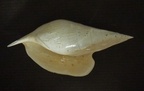 Hippochrenes fissura (96 mm)