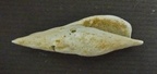 Semiterebellum marceauxi