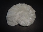 ceratites nodosus, Trias (Muschelkalk), Heming (M.et M.)