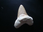 otodus obliquus,  phosphates du Maroc, Eocène