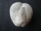 micraster decipiens (face inférieure), Turonien, Dieppe (Seine-Maritime)