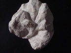 toucasia carinata, Barrémien supérieur,  Orgon (B.d.R.)