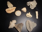 thecosmilia tricotoma, montivalta  caryophylla, aulosmila  compressa, turbinolia complanata, pattalophyllia  sinuosa, dermoseris, placosmilia  parkinsoni, aulosmilia archiaci