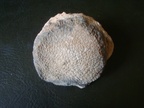 favosites  goldfussi,(Tabulés), Dévonien inf., Ardennes