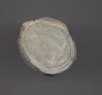 cyathophyllum, poli, Frasnien, Couvin (Belgique)