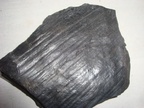  stylocalamites suckowii, Westphalien, terril de Carvin