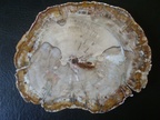 bois  d\'Araucarioxylon et xylopale, Trias, USA