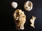 reptomulticava  parviporosa;  Rept. grandipora; Bathonien , (Ranville); hornea  reteporacea,Miocène-Pliocène, Faluns (M-L); ditaxia  parvipora, Turonien-Campanien,( L-C) Bryozoaires