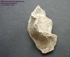  Praeradiolites sinuatus, Santonien supérieur, Le Beausset (Var)