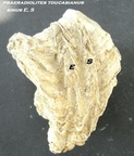 Praeradiolites toucasianus, Santonien, La Cadière d'Azur (Var)